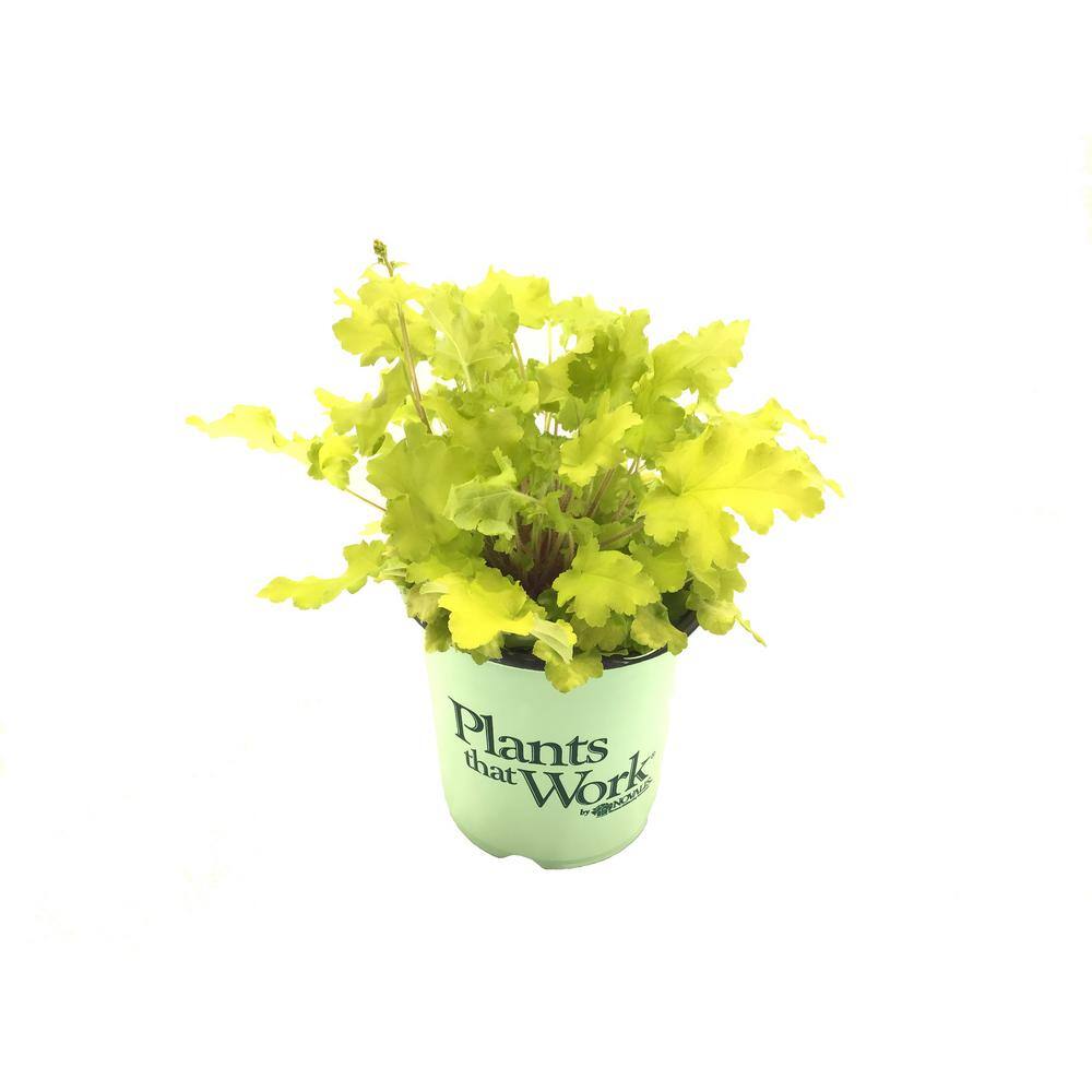 Plants That Work Coral Bell (Heuchera) Lime Marmalade (Live Plant) 19872