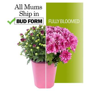 ALTMAN PLANTS 1 gal. White Mum Chrysanthemum (Single) 0881136