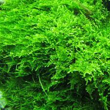 Christmas Moss Vesicularia Portion Live Aquarium Plants BUY2 GET1 FREE