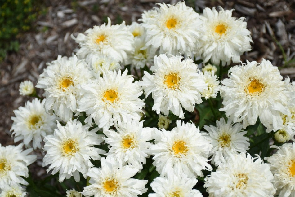 1 Gallon Grower Pot White Flowers Amazing DaisiesÂ® 'Marshmallow' (Leucanthemum) Live Plant