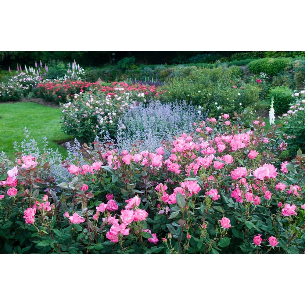 KNOCK OUT 2 Gal. Pink Knock Out Rose Bush with Pink Flowers 14472