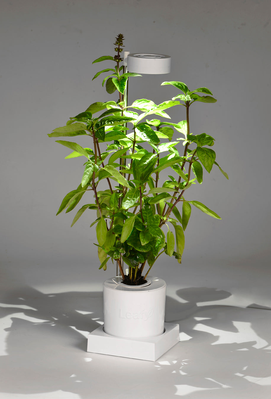 Leafy Desktop Hydroponics and Grow Light System