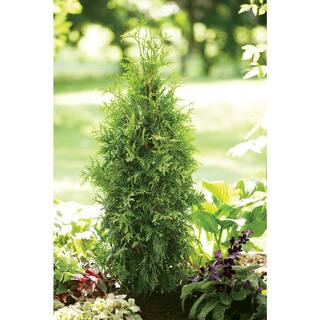 PROVEN WINNERS 1 Gal. Spring Grove Western Arborvitae (Thuja) Live Evergreen Shrub Green Foliage THJPRC1046101