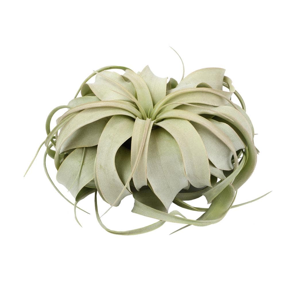 ALTMAN PLANTS Tillandsia Xerographica - Single Pack 0881374