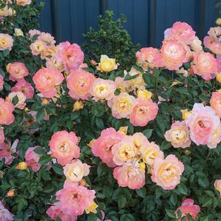 PROVEN WINNERS 2 Gal. Oso Easy Italian Ice Rose Plant with Soft Yellow and Pink Flowers 16884