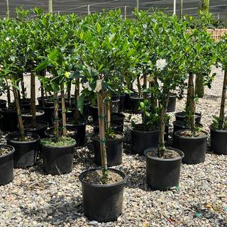 Alder  Oak 3 Gal. Everblooming Gardenia Evergreen Patio Tree GAVP03