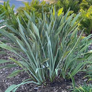 OnlinePlantCenter Bird of Paradise (Strelitzia) Plant With Orange Flowers in 10 in. Pot OBP010G3