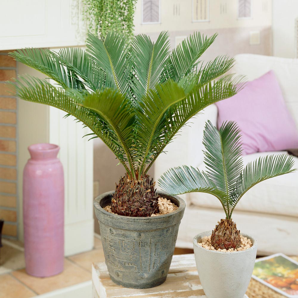 Sago Palm Tree