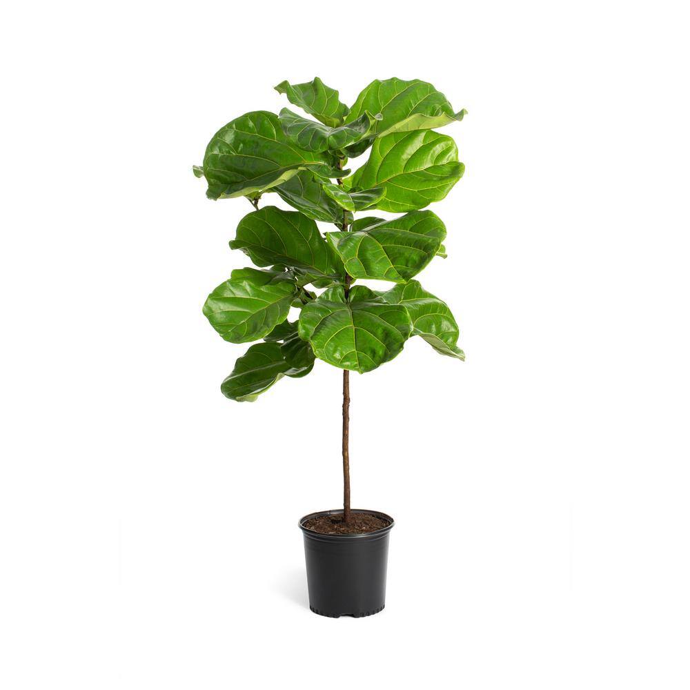 Brighter Blooms 3 Gal. Fiddle-Leaf Fig Tree FIG-FDL-23