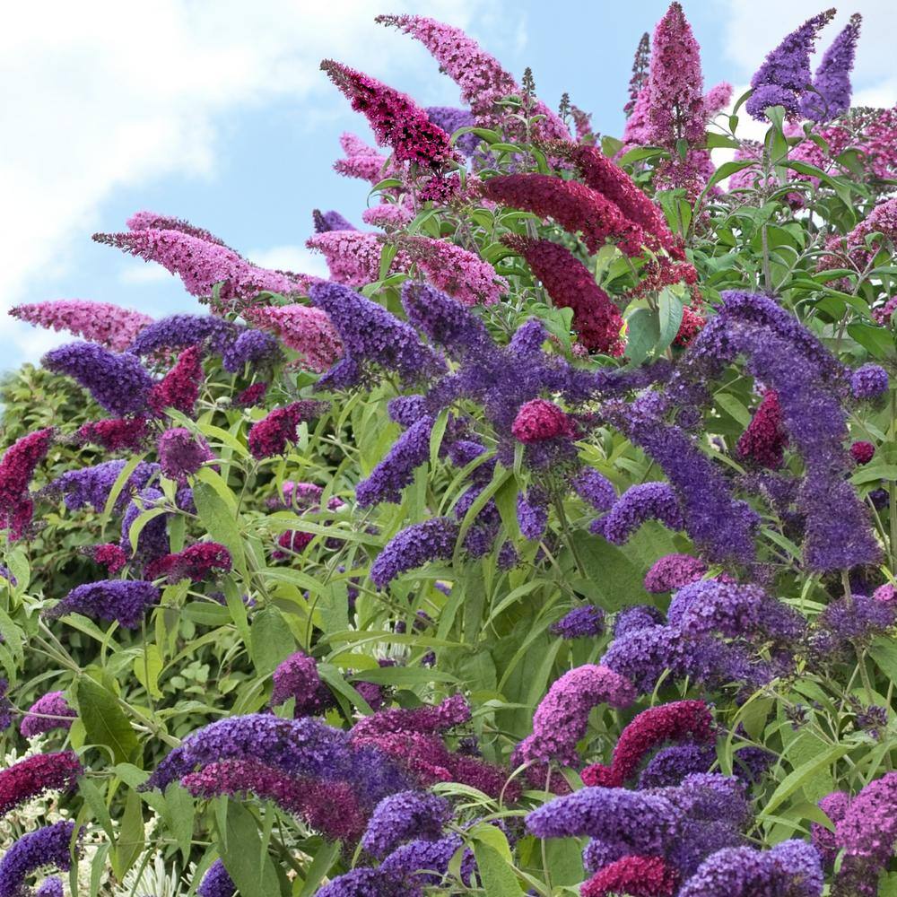 national PLANT NETWORK 4 in. Triple Treat Butterfly Buddleia Flowering Shrub with Red-White-Purple Flowers (4-Piece) HD1089