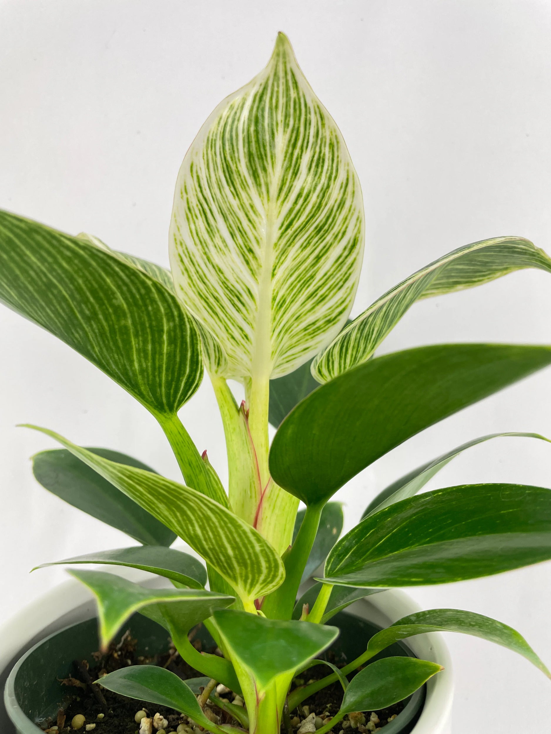 Philodendron Birkin Variegata