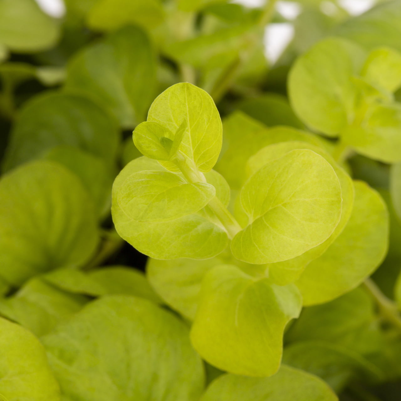 Better Homes and Gardens 1 Pint Yellow Lysimachia (Groundcover) Annual Live Plants (6 Count) with Grower Pot