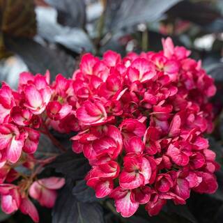 FIRST EDITIONS 2 Gal. Eclipse Hydrangea Shrub with Cranberry Flowers 17218