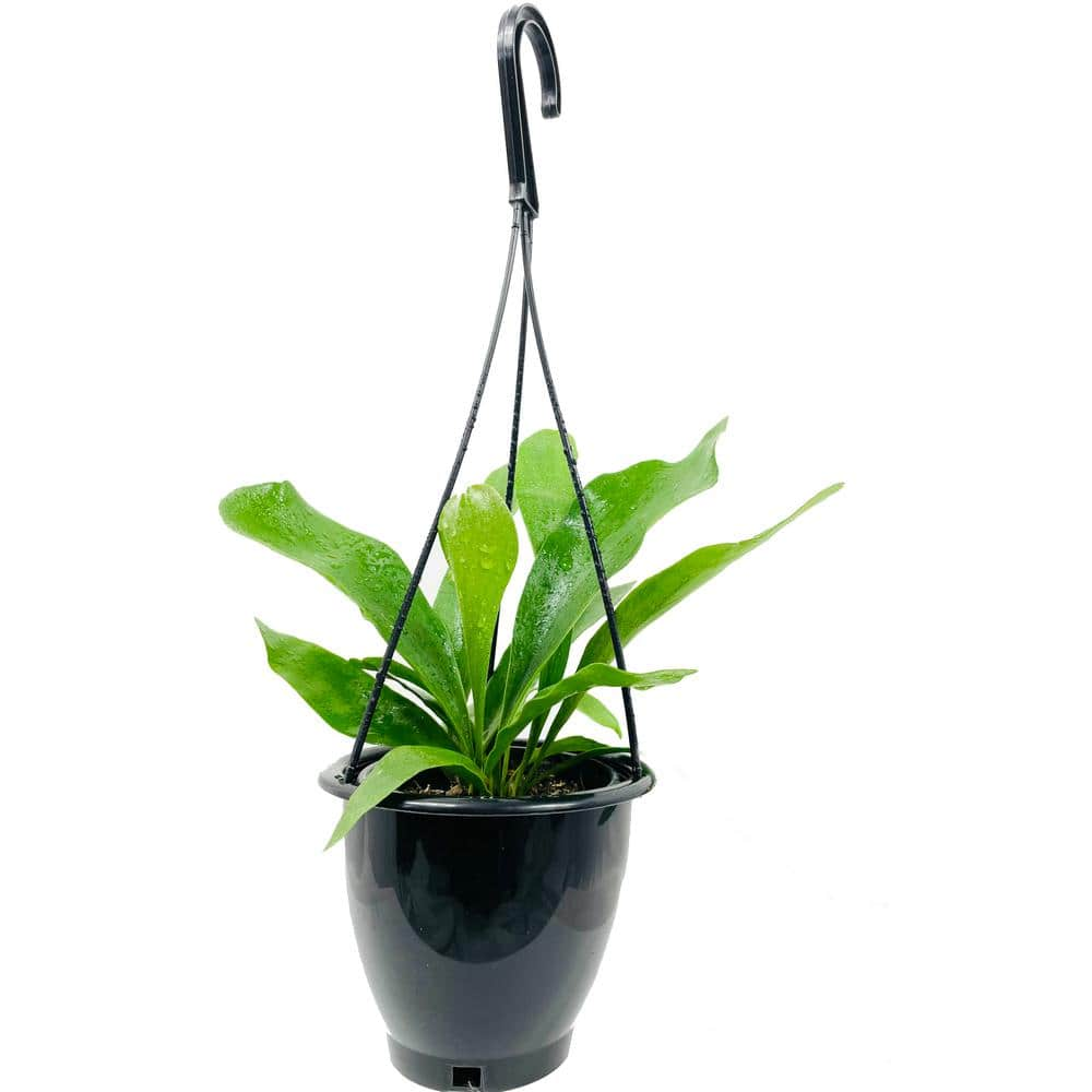 Wekiva Foliage Staghorn Fern Hanging Basket Live Plant in 4 in. Hanging Pot Platycerium Bifurcatum Extremely Rare AQ-42ZQ-ZE16