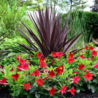 Rio 2 Qt. Dipladenia Flowering Annual Shrub with Red Blooms 1004124250