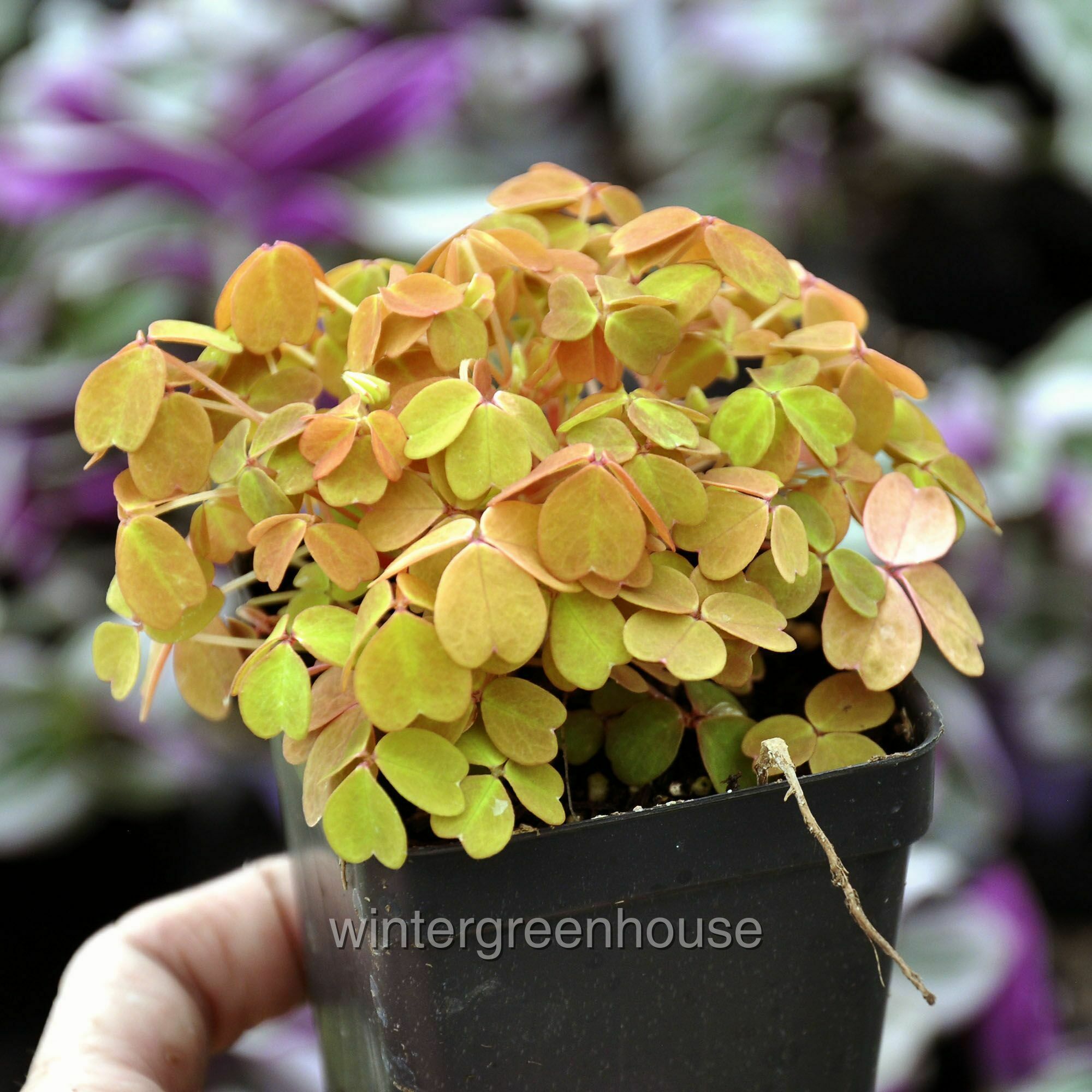 Oxalis Spiralis Aurea， Plum Crazy Amber， Shamrock - Pot Size: 3