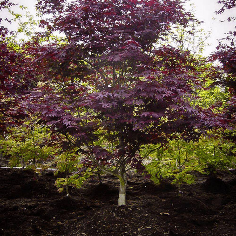 7 Gal. Emperor I Japanese Maple Ornamental Tree MAPJEM07G