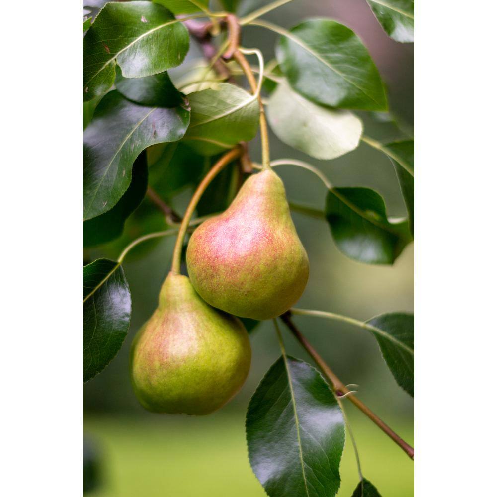 Online Orchards 3 ft. Comice Pear Tree with Self Fertile Red Blushed Fruit Used for High End Culinary FTPR202