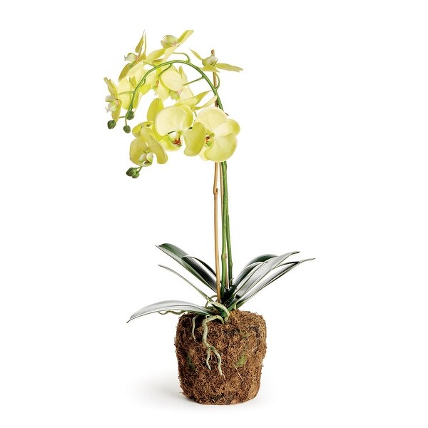 Phalaenopsis Orchid DropIn 23