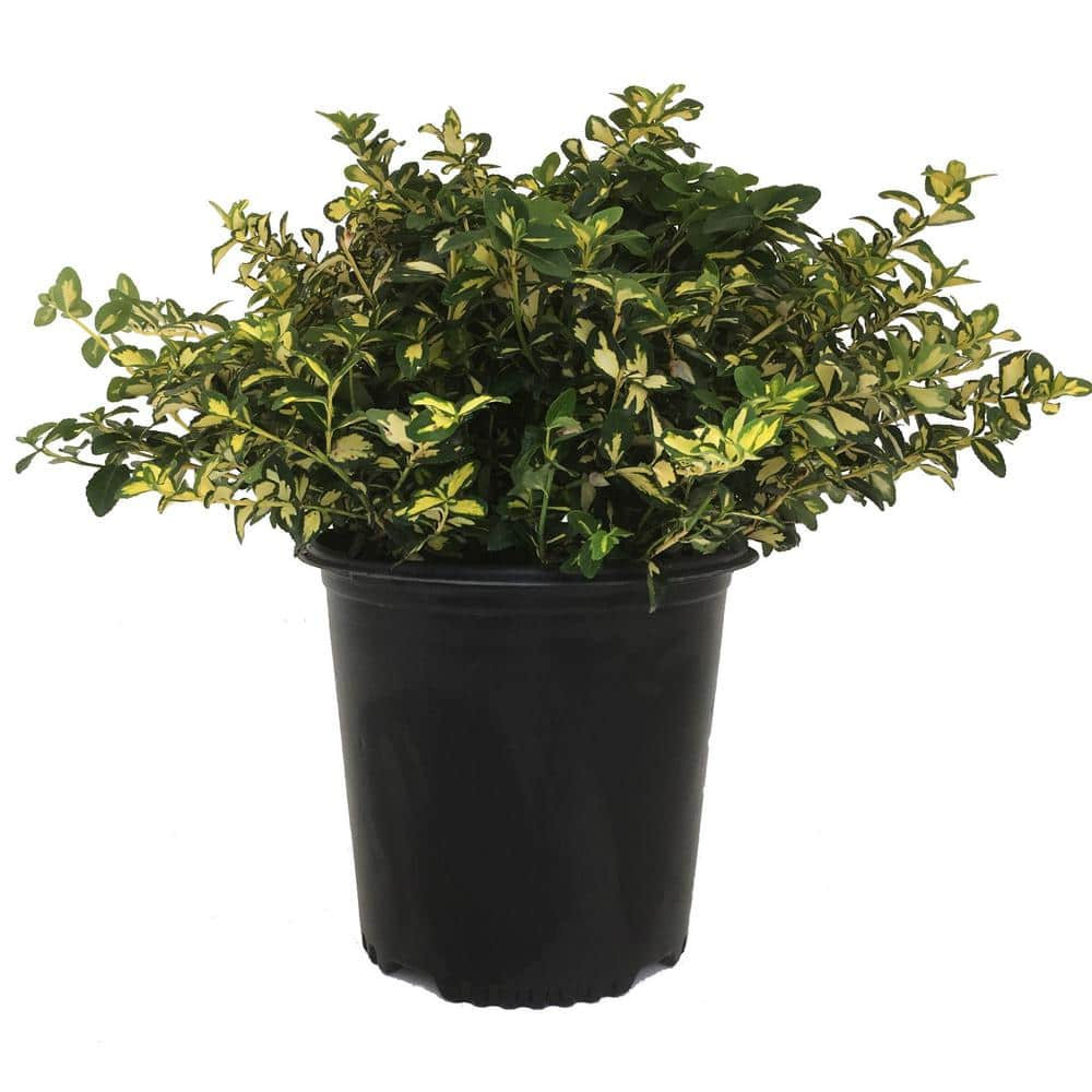 Wintercreeper (Euonymus For) Moonshadow 03137