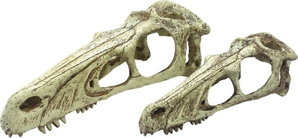 Komodo Raptor Skull