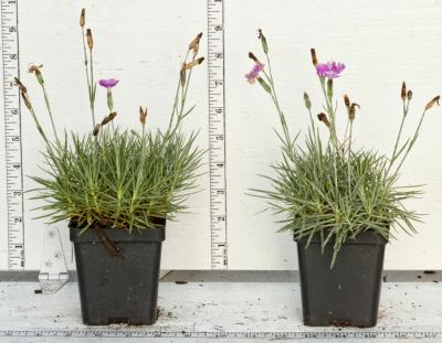 Classy Groundcovers - Dianthus gratianopolitanus 'Fire Witch'  Dianthus gratianopolitanus 'Firewitch'， Dianthus gratianopolitanus 'Feuerhexe' {25 Pots - 3 1/2 inch Square}