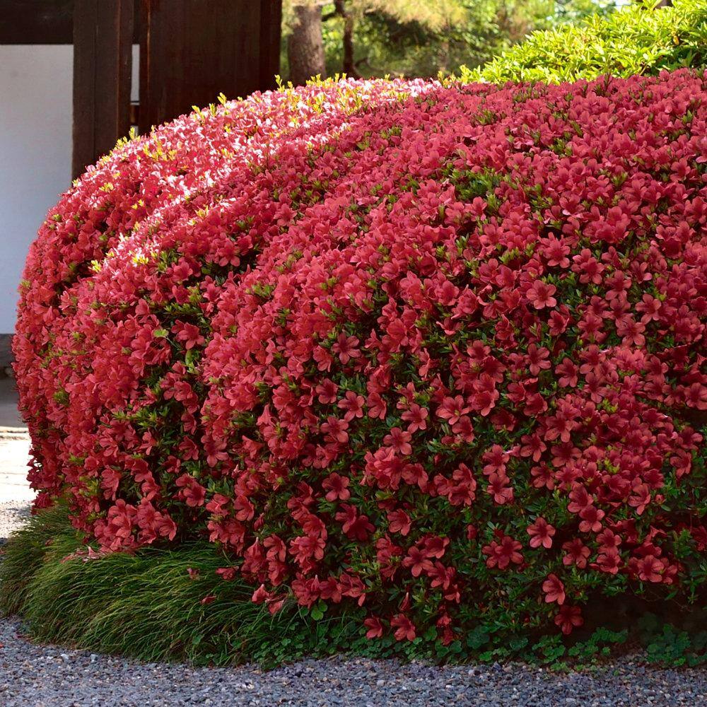 national PLANT NETWORK 2.5 Qt. Girard Crimson Azalea Plant with Red Blooms HD7619