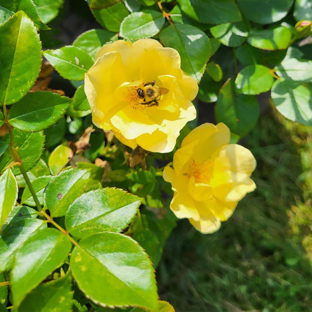 KNOCK OUT 1 Gal. Easy Bee-zy Knock Out Rose Bush with Yellow Flowers 13175