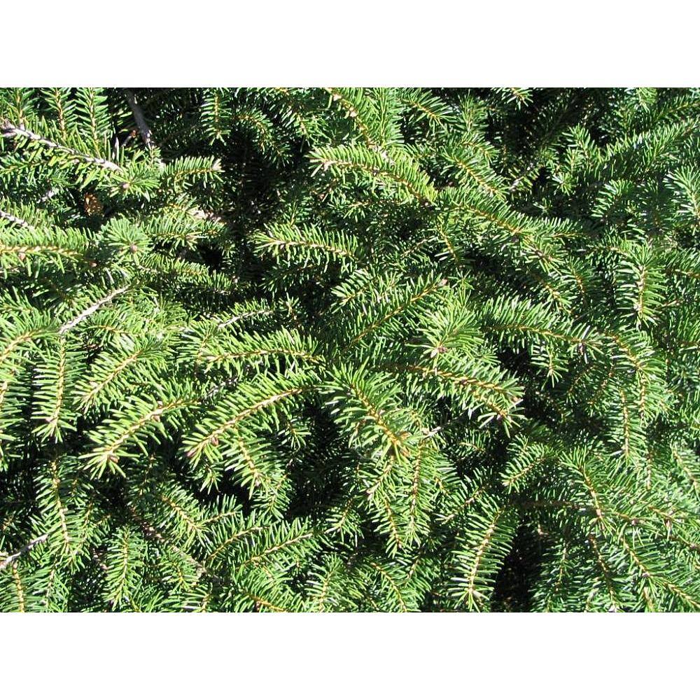 Online Orchards 1 Gal. Bird's Nest Norway Spruce Shrub Hardy Uniquely Shaped Lowmaintenance Dwarf Conifer CFSP002