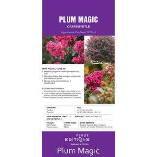FIRST EDITIONS 2 Gal. Plum Magic Crape Myrtle Flowering Shrub with Fuschia Pink Flowers 14845