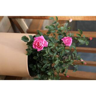 ALTMAN PLANTS 8 Qt. True Bloom True Gratitude Rose with Pink Flowers 0872515