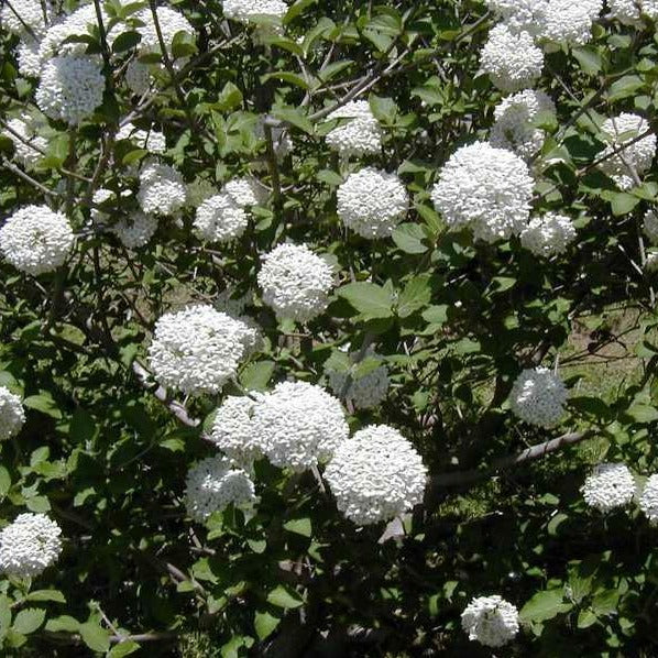 Cayuga Viburnum Shrub