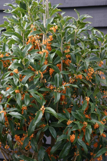 Apricot Echo Orange Tea Olive - Live Plant - ( TG )