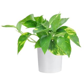 Costa Farms Pothos Indoor Plant in 4 in. White Cylinder Pot Avg. Shipping Height 8 in. Tall CO.GP04.3.WHTCY