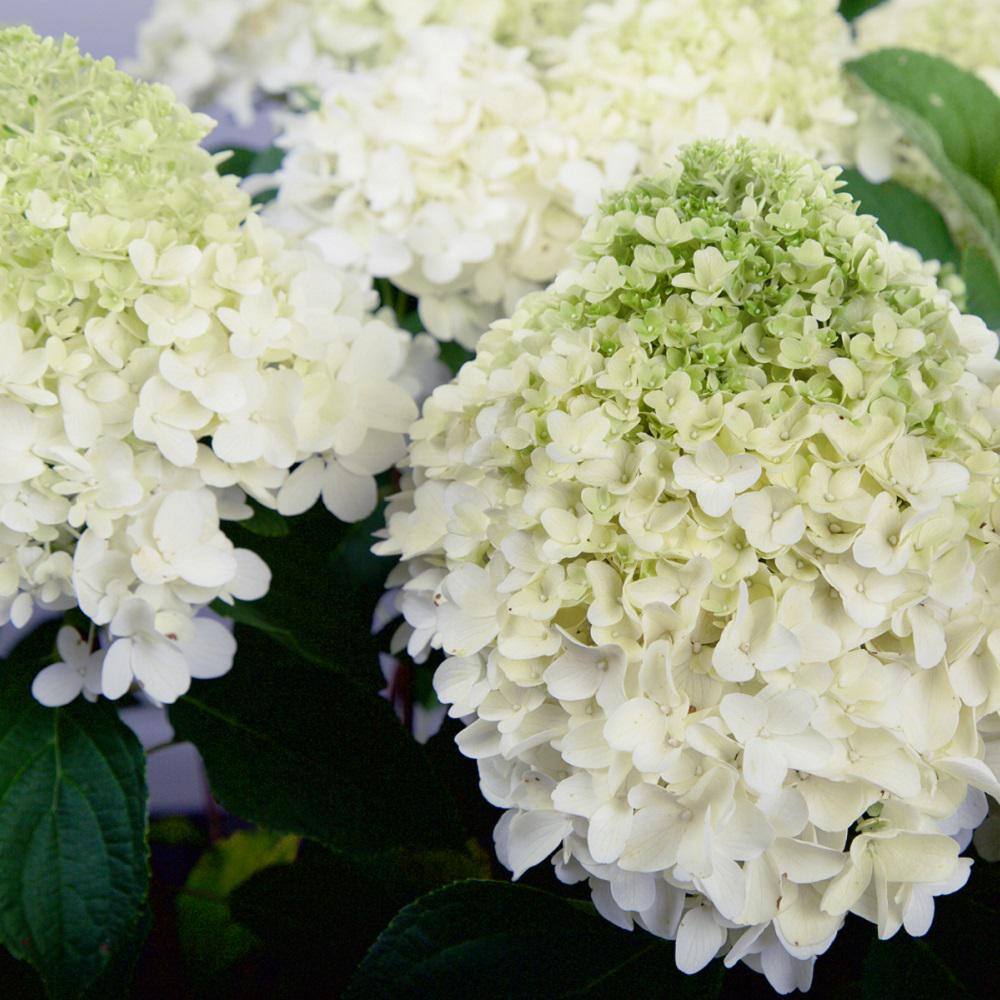 SOUTHERN LIVING 7 Gal. White Wedding Hydrangea Shrub with White Conical Blooms 25247