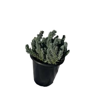 Cesicia Sedum Blue Carpet Plants in Separate in Pots (3-Pack) W-FXO-86