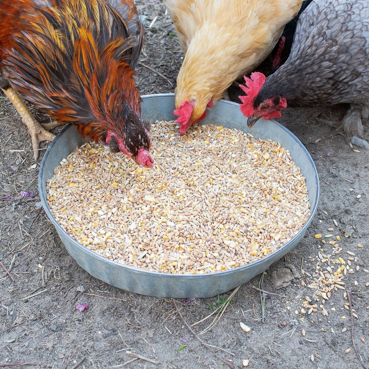 Pampered Chicken Mama Scratch Chicken Feed