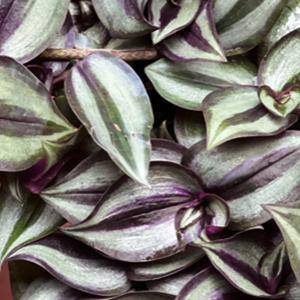 Vigoro 2.5 qt. Wandering Jew Tradescantia Plant in 6.33 in. Grower's Pot (2-Plants) DC1GWANDDREW2