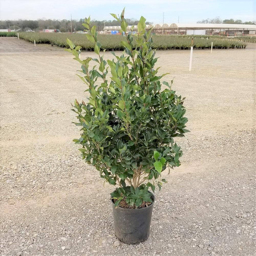 FLOWERWOOD 2.5 Gal - Wavy Leaf Ligustrum Recurvifolia Evergreen Shrub Creamy-White Flowers 39473FL