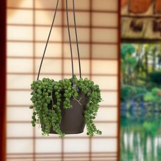 SMART PLANET 6 in. Assorted String of Pearls Hanging Basket Plant 0881004