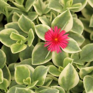 national PLANT NETWORK 5.5 In. Livingstone Daisy Dorotheanthus Plant in Grower Pot HD7273