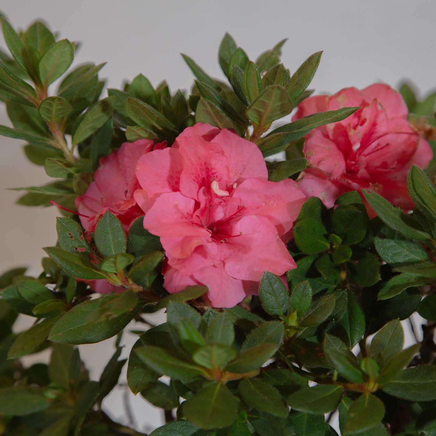 Encore Azalea Autumn Rouge (2 Gallon) Dark Pink Flowering Shrub - Full Sun Live Outdoor Plant