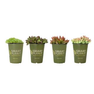 SMART PLANET 1 Qt. Assorted Succulent Plants Collection (4-Pack) 0880071