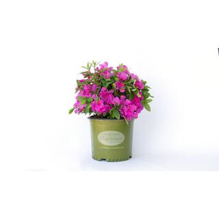 Vigoro 2 Gal. Augusta Echo Azalea Shrub with Bright Pink Reblooming Flowers 10159