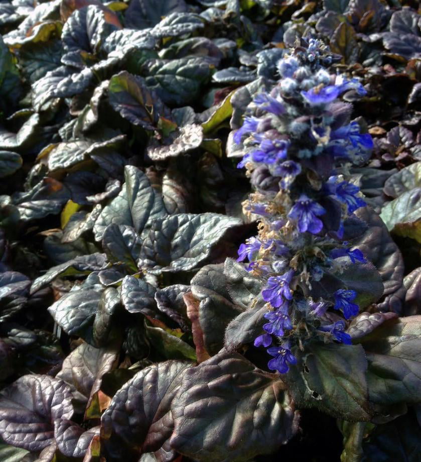 Classy Groundcovers - Ajuga reptans 'Catlin's Giant'  {25 Pots - 3 1/2 inch Square}