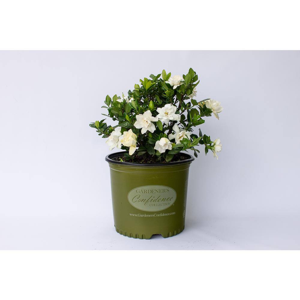 Vigoro 2 Gal. Echo Swan Queen Gardenia Live Evergreen Shrub White Fragrant Blooms 11036