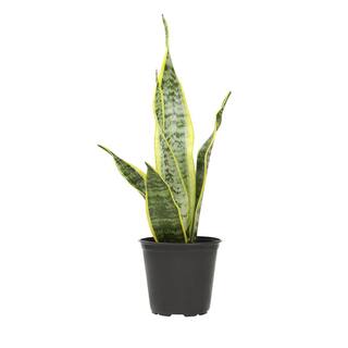 ALTMAN PLANTS 4 in. Sansevieria Laurentii 0880027