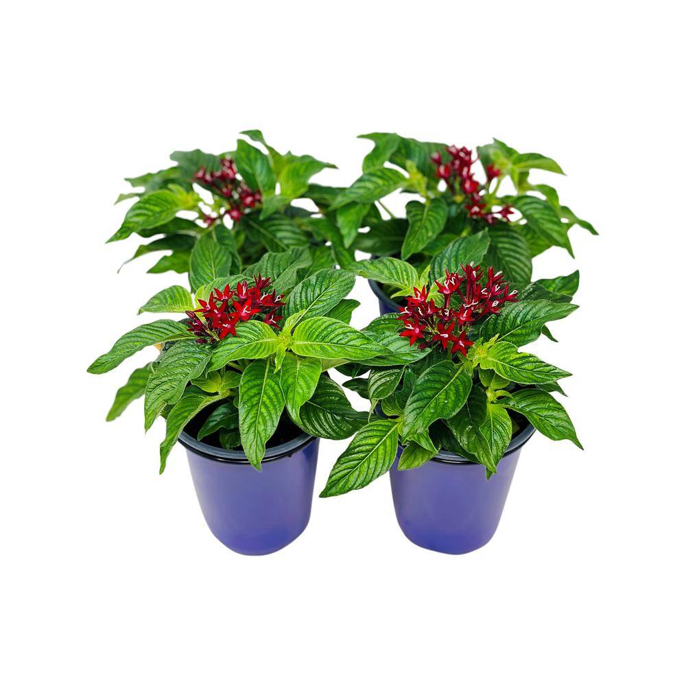 Pure Beauty Farms 1.38 Pt. Penta Plant Red Flowers in 4.5 In. Grower's Pot (4-Plants) DC45PENTARED4