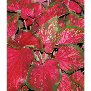 PROVEN WINNERS 1 qt. Caladium 'Scarlet Flame' Annual Live Plant Red and Green Foliage (4-Pack) PWCDM1SFR4PK