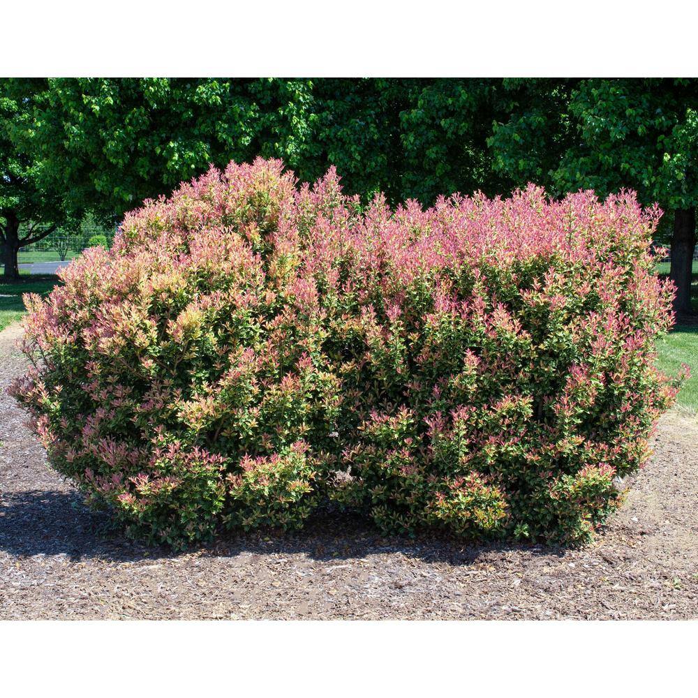 Online Orchards 5 Gal. Party Lights Tee Olive Osmanthus Shrub EGOS502